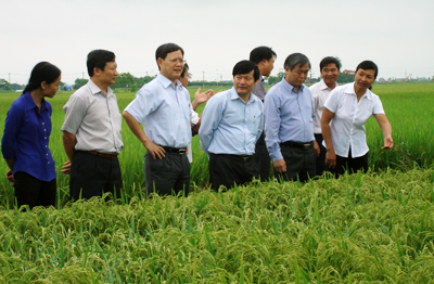 Bí thư Tỉnh uỷ Hưng Yên kiểm tra sản xuất nông nghiệp